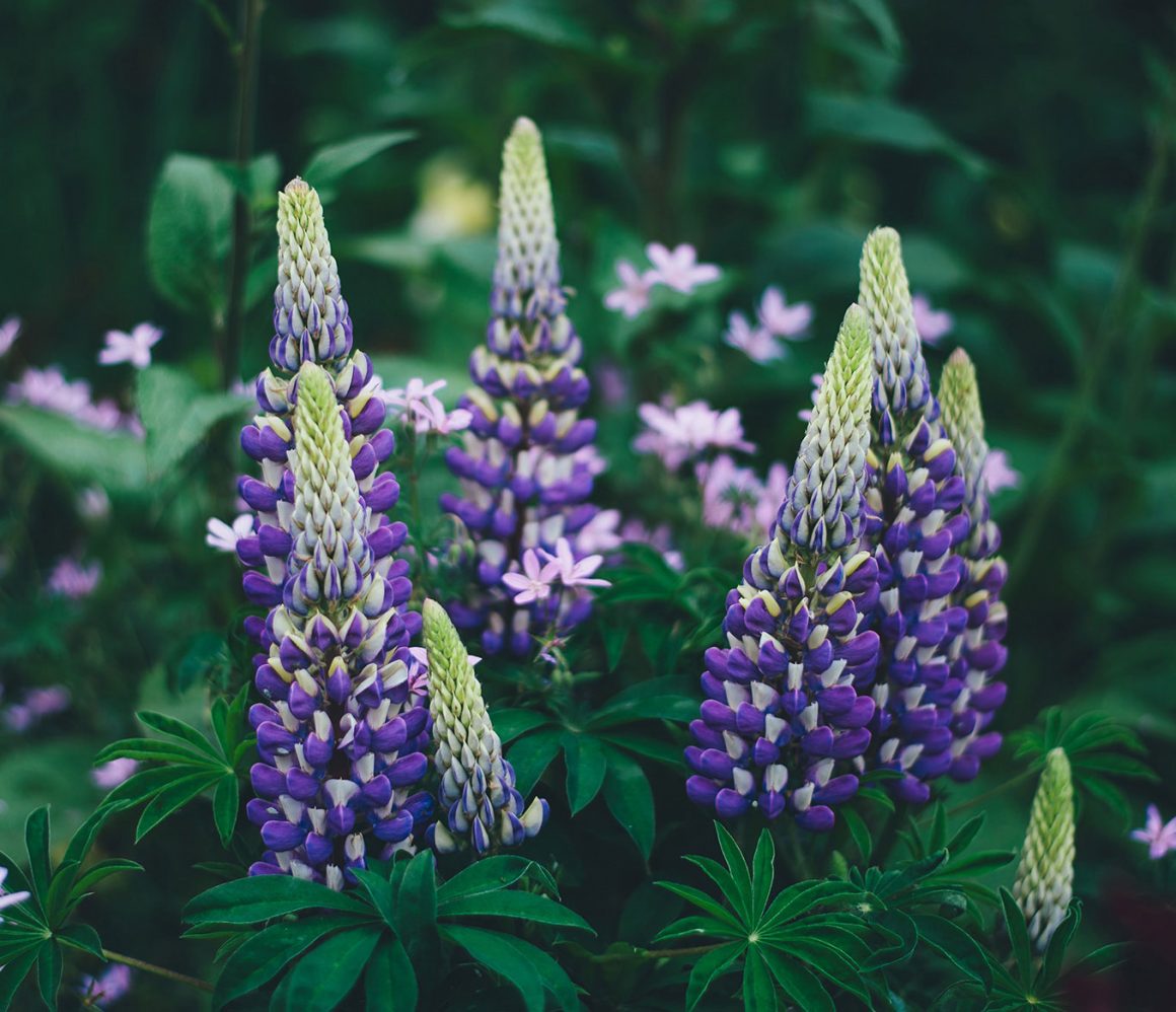 vpz1ai6val8-annie-spratt vpz1ai6val8-annie-spratt