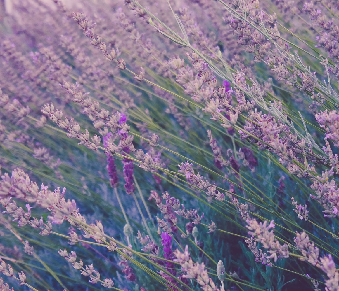 mw016eyvxlc-a-fox mw016eyvxlc-a-fox