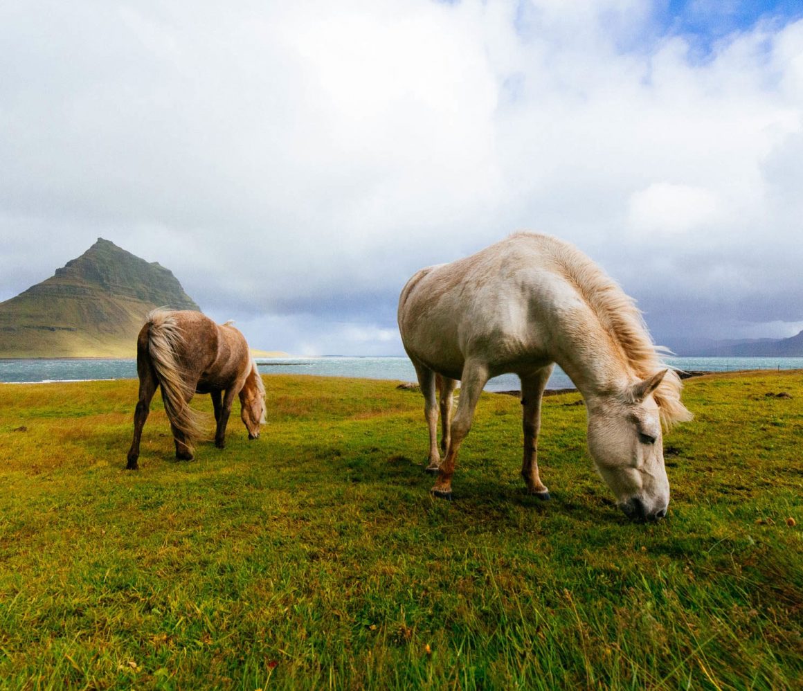 kmu_2u2ap2g-james-mcgill kmu_2u2ap2g-james-mcgill