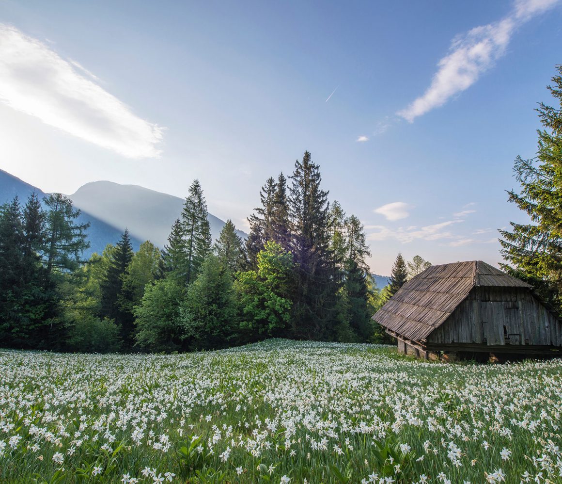 okzxvsjnxxc-ales-krivec okzxvsjnxxc-ales-krivec